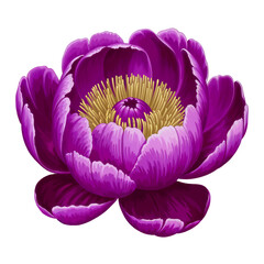 Tree peony blossom. Cartoon illustration isolated on white background.