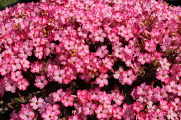 Pink flowers for background. The tree is densely blossoming.