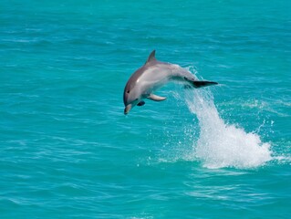 Obraz premium cetacean. Dolphin leaping from turquoise ocean waters, dynamic marine life in motion. wildlife magazines, conservation campaigns, designed for nature documentaries and education.