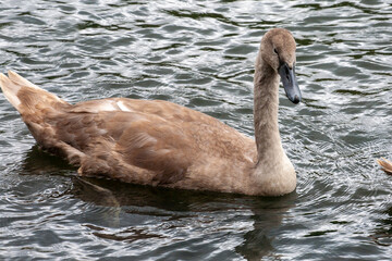 Young swans.The mute swan is a very large white waterbird. It has a long S-shaped neck, an orange bill with a black base and a black knob. It flies with its neck extended and regular, slow wingbeats.
