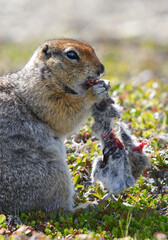 Arctic ground squirrel eating some other rodent, possibly of the same species. 