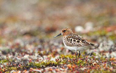 Spoon-billed sandpiper (Calidris pygmaea) in summer (breeding) plumage in tundra.