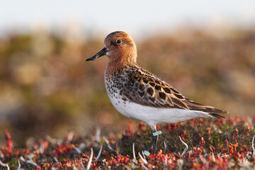 Spoon-billed sandpiper (Calidris pygmaea) in summer (breeding) plumage, ringed, close-up.