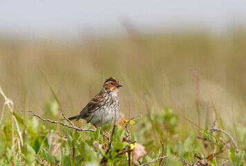 Little bunting (Emberiza pusilla) in summer
