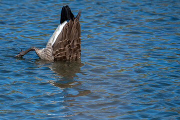 Goose in the water