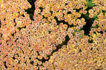 red and yellow flowers