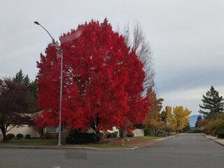 Large, vivid fall tree stands at a suburban intersection, surrounded by parked cars and residential...