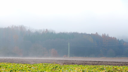 Fog blankets a rural scene. Fields extend toward a wooded area. Trees display autumn colors. A utility pole stands prominently. The atmosphere is hazy. Light is diffused