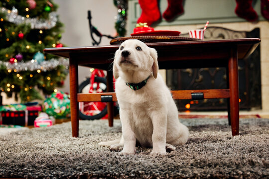 Adorable white puppy sitting by Christmas tree with festive decorations and wrapped presents nearby - Powered by Adobe
