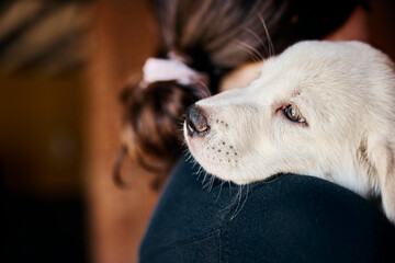 White dog gazes upward while resting head on owner's shoulder in intimate moment