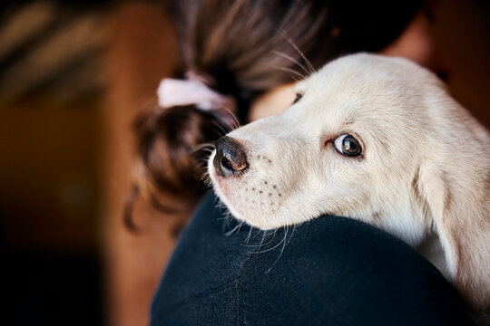 White Labrador puppy looking up at owner while being held in loving embrace at home