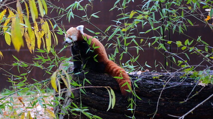 Red panda sits on a log surrounded by bamboo leaves. Perfect for wildlife documentaries nature backgrounds animal illustrations conservation projects