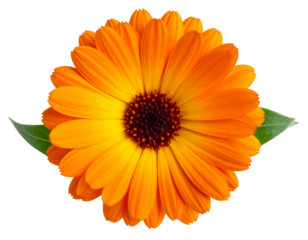  Orange Floral Bloom with Leaf Cluster, Flat-Lay Perspective PNG