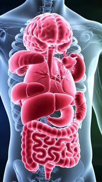 Internal Organs System Anatomical Visuals Red Color in Body Silhouette with Gradient Background, Ideal for Medical Presentation and Scientific Education Purposes, Anatomical Illustration, Body Parts