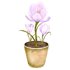 Watercolor garden crocuses in a brown pot isolated illustration for houseplants and floral décor lovers. Hand drawn crocus clip art in soft lilac, pastel purple and light yellow tones. Blooming flower