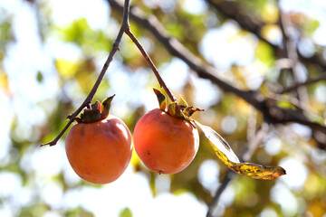 静かな光の中に柿の実二つ