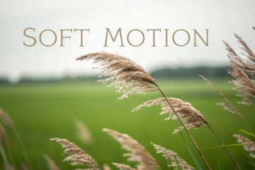 Reeds swaying gently in the breeze across a green field