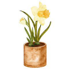 Watercolor garden daffodils in a brown pot isolated illustration for houseplants and floral décor lovers. Hand drawn daffodil clip art in bright yellow and soft green tones. Blooming flowers drawing.