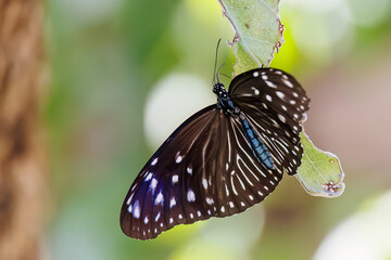 ツマムラサキマダラ, Striped blue crow, Euploea mulciber, タテハチョウ科,
座間味島座間味港
沖縄県島尻郡慶良間諸島-2025
沖縄本島から40km西方にある諸島。
大小30以上の島々からなる島嶼群は全体が国立公園に指定されている。
珊瑚礁の海、白い砂浜、緑の山地は世界屈指の美しさ。
多くの貴重な動植物が生息している。
