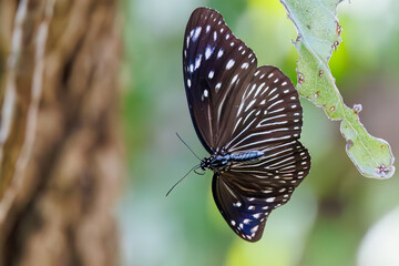 ツマムラサキマダラ, Striped blue crow, Euploea mulciber, タテハチョウ科,
座間味島座間味港
沖縄県島尻郡慶良間諸島-2025
沖縄本島から40km西方にある諸島。
大小30以上の島々からなる島嶼群は全体が国立公園に指定されている。
珊瑚礁の海、白い砂浜、緑の山地は世界屈指の美しさ。
多くの貴重な動植物が生息している。
