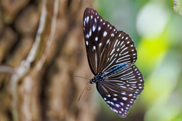 ツマムラサキマダラ, Striped blue crow, Euploea mulciber, タテハチョウ科,
座間味島座間味港
沖縄県島尻郡慶良間諸島-2025
沖縄本島から40km西方にある諸島。
大小30以上の島々からなる島嶼群は全体が国立公園に指定されている。
珊瑚礁の海、白い砂浜、緑の山地は世界屈指の美しさ。
多くの貴重な動植物が生息している。
