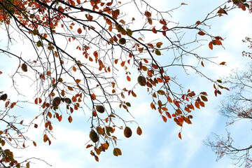 見上げる晩秋の木々