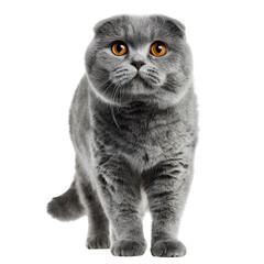 Scottish Fold Cat Sitting with Round Amber Eyes on Transparent Background