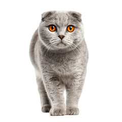 Scottish Fold Cat Sitting with Round Amber Eyes on Transparent Background