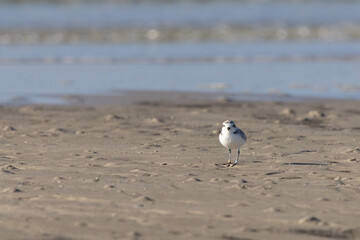 Snowy plover on sand