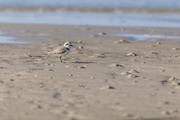 Snowy plover standing in sand