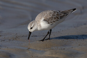 Sanderling eating a worm