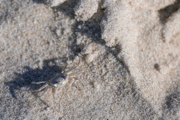 Crab in the sand