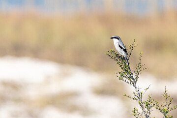 Loggerhead shrike on a branch