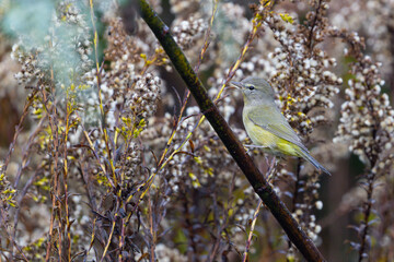 Orange crowned warbler sitting on branch