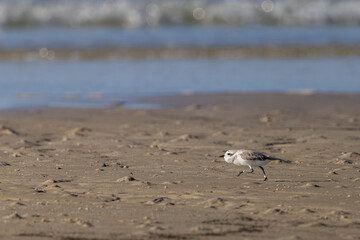 Running snowy plover