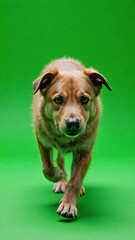 Brown dog with floppy ears running on green background.