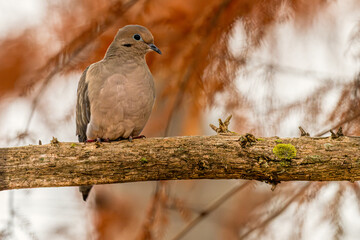 Mourning dove perched in a cypress tree.