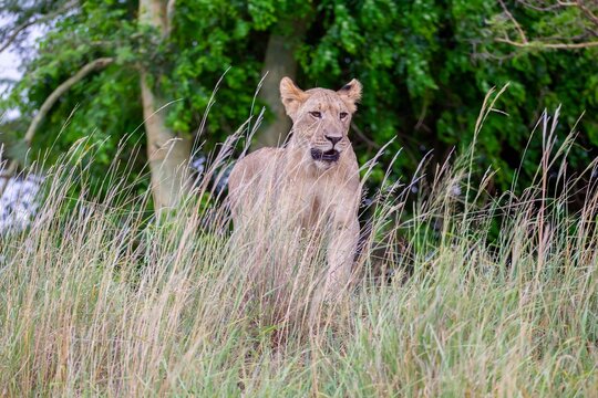 
Lions (Panthera leo) are one of the most important parts of African wildlife. They live in national parks throughout Africa.