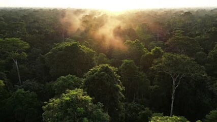 Close up view of dew kissed leaves and intricate plant textures within a lush rainforest canopy, capturing the delicate interplay of morning light. Detail oriented macro shot focusing on the micro?