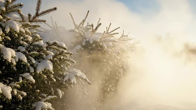 Snow blowing off evergreen hedge in winter wind