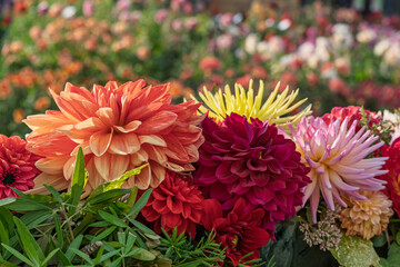 Dahliegesteck (Dahlia)