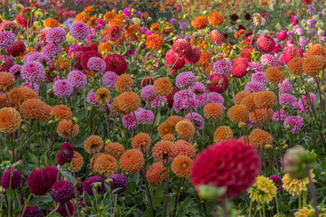 Dahlienbl&uuml;ten (Dahlia)