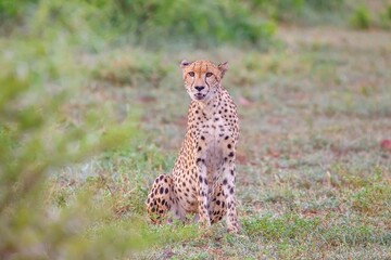 The cheetah (Acinonyx jubatus) is an important part of African wildlife. A cheetah roams the Southern African savannas.