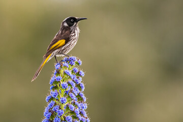 New Holland honeyeater (Phylidonyris novaehollandiae) perched on a flowering plant, Western Australia