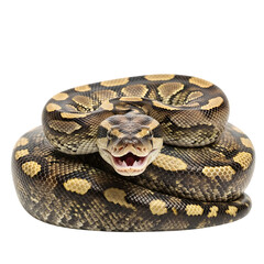 Obraz premium Ball Python Coiled With Mouth Open Showing Pink Interior And Fangs, cutout, PNG isolated on white or transparent background
