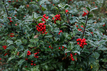 Frosted holly leaves and red berries in winter &mdash; natural Christmas decor background