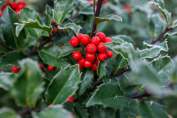 Frosted holly leaves and red berries in winter — natural Christmas decor background