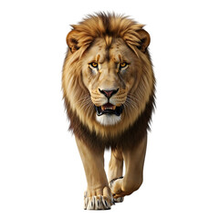 Fototapeta premium Majestic male lion with golden mane and piercing eyes walking forward, cutout, PNG isolated on white or transparent background