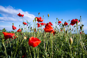 Obraz premium Red poppies blooming in green field under blue sky