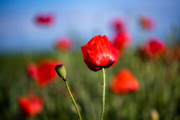 Red poppy flower blooming in a green field